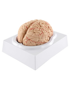 Modelo de Cerebro Humano WICHEMI 9 Partes Anatomía Educativa
