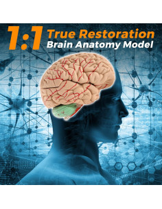 Modelo de Cerebro Humano WICHEMI 9 Partes Anatomía Educativa 2