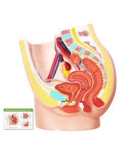 Modelo de Anatomía Reproductiva Femenina Meriden 2 Partes