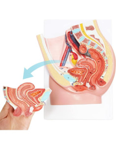 Modelo de Anatomía Reproductiva Femenina Meriden 2 Partes 2