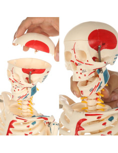 Modelo de Esqueleto Humano Breesky 84.8 cm Articulado 2
