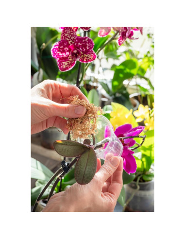 Musgo Sphagnum Mejor-Gro 250ml Natural para Cultivo de Plantas