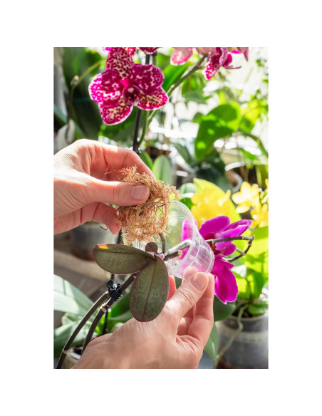 Musgo Sphagnum Mejor-Gro 250ml Natural para Cultivo de Plantas