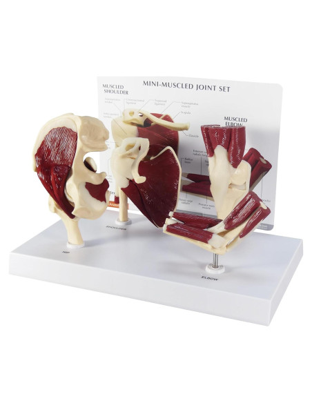 Conjunto de Modelos de Articulaciones GPI Anatomicals Mini