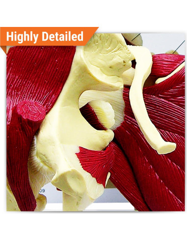 Conjunto de Modelos de Articulaciones GPI Anatomicals Mini