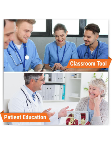 Conjunto de Modelos de Articulaciones GPI Anatomicals Mini