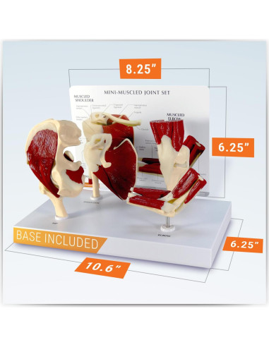 Conjunto de Modelos de Articulaciones GPI Anatomicals Mini