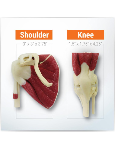 Conjunto de Modelos de Articulaciones GPI Anatomicals Mini