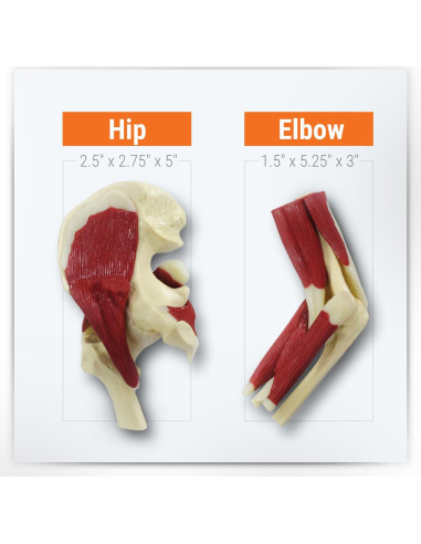 Conjunto de Modelos de Articulaciones GPI Anatomicals Mini