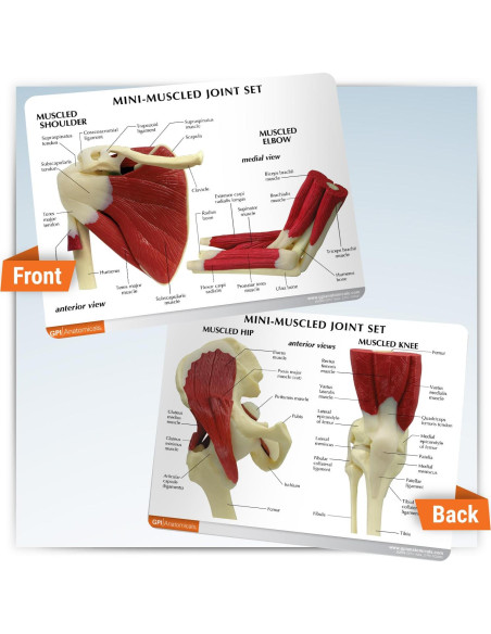 Conjunto de Modelos de Articulaciones GPI Anatomicals Mini