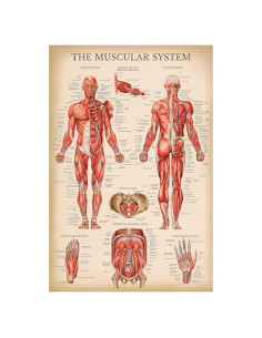 Póster Anatómico del Sistema Muscular Palace Learning 68.58x45.72cm