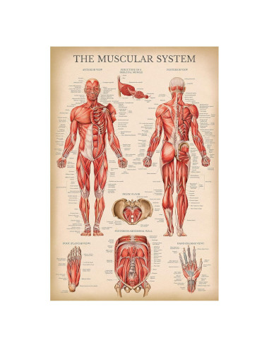 Póster Anatómico del Sistema Muscular Palace Learning 68.58x45.72cm