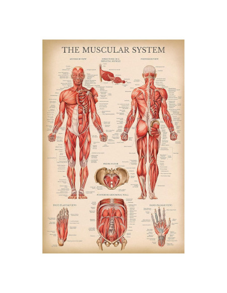 Póster Anatómico del Sistema Muscular Palace Learning 68.58x45.72cm