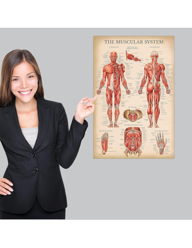 Póster Anatómico del Sistema Muscular Palace Learning 68.58x45.72cm