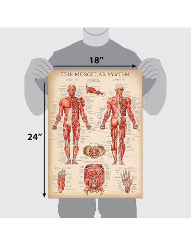 Póster Anatómico del Sistema Muscular Palace Learning 68.58x45.72cm