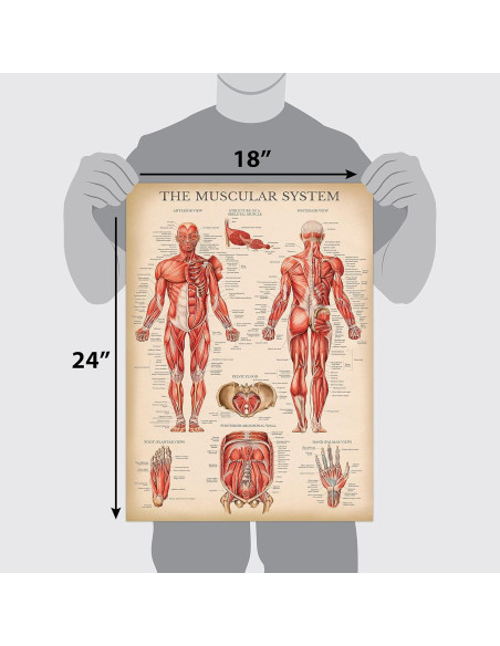 Póster Anatómico del Sistema Muscular Palace Learning 68.58x45.72cm