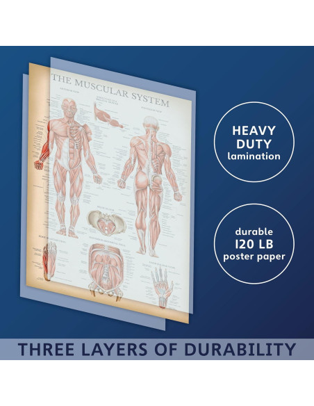 Póster Anatómico del Sistema Muscular Palace Learning 68.58x45.72cm