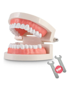 Modelo Dental Typodont Adulto Thinkprice con 2 Llaves Fijas