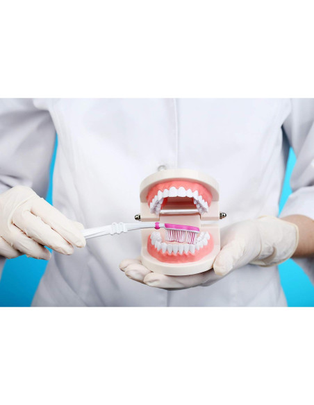 Modelo Dental Typodont Adulto Thinkprice con 2 Llaves Fijas