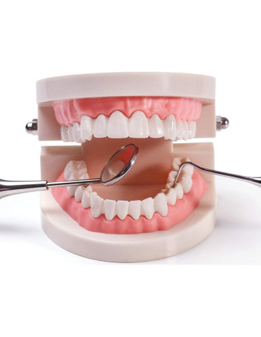 Modelo Dental Typodont Adulto Thinkprice con 2 Llaves Fijas