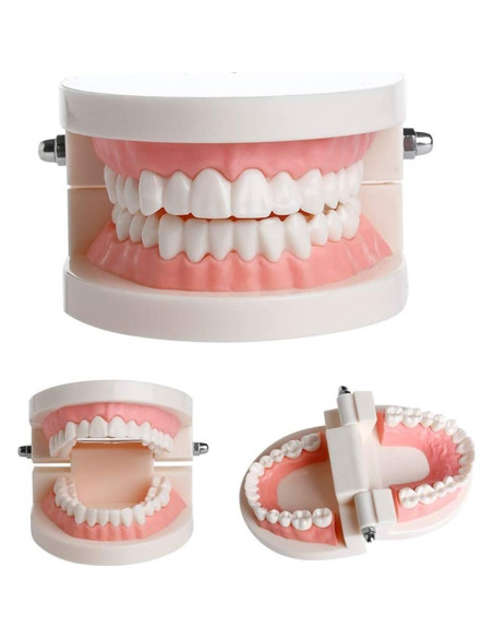 Modelo Dental Typodont Adulto Thinkprice con 2 Llaves Fijas