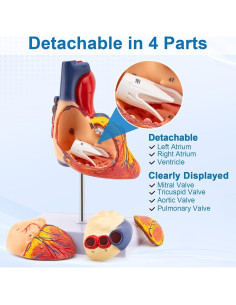 Modelo Anatómico del Corazón TYRRDE 2X 49 Estructuras 2