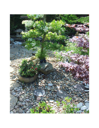 Piedras de Río Naturales 2.27 kg 2.54-5.08 cm para Jardinería