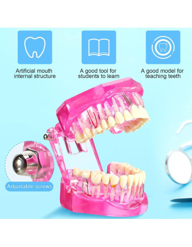 Modelo de Dientes Patológicos Rosa Outus para Educación Dental