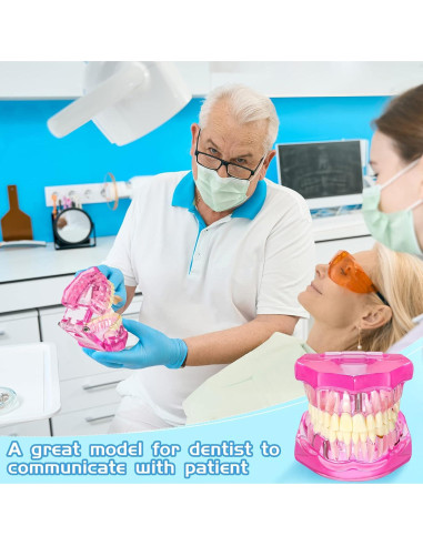 Modelo de Dientes Patológicos Rosa Outus para Educación Dental
