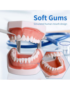 Modelo de Dientes Typodont 28 Dientes Removibles con Destornillador 2