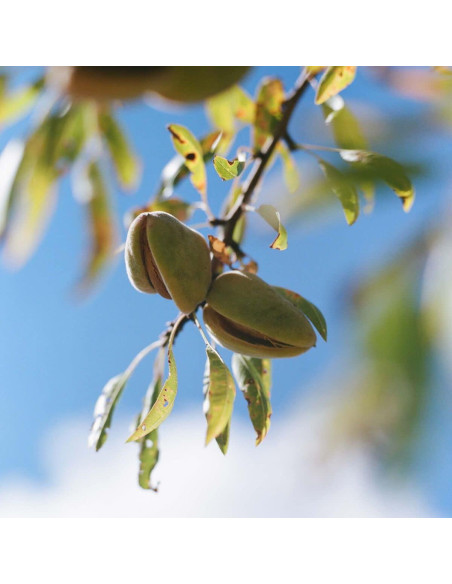 Aceite de Ducha L'Occitane Almendra 500 ml Suavizante