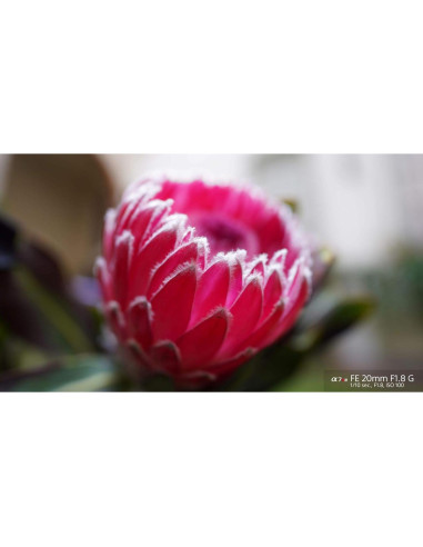 Lente Sony FE 20mm F1.8 G Ultra Gran Angular Prime