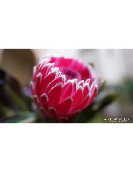 Lente Sony FE 20mm F1.8 G Ultra Gran Angular Prime Lente Sony FE 20mm F1.8 G Ultra Gran Angular Prime