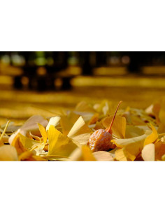 Objetivo Zoom Fujifilm XF 16-55mm F2.8 R LM WR 2