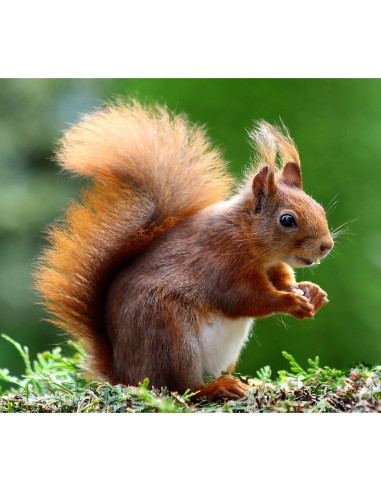 Lente Telefoto Manual JINTU 135mm f/2.8 para Canon DSLR