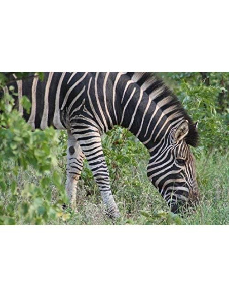 Lente Telefoto Digital Nc 3.5X para Pentax K-3 49-67mm Lente Telefoto Digital Nc 3.5X para Pentax K-3 49-67mm