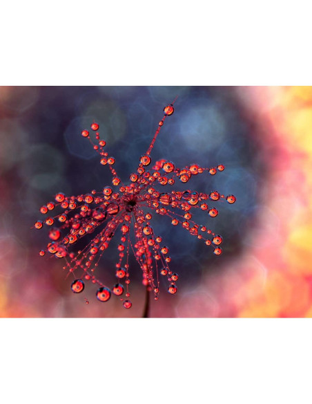 Lente Macro 2X Laowa 85mm f/5.6 APO para Cámara Sony E