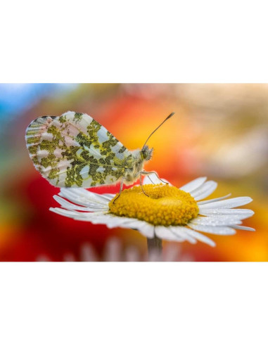 Lente Macro 100mm f/2.8 2X APO Laowa para Sony E-Mount