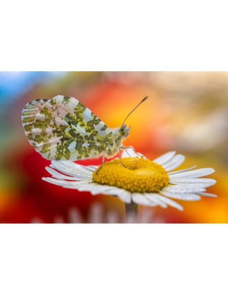 Lente Macro 100mm f/2.8 2X APO Laowa para Sony E-Mount