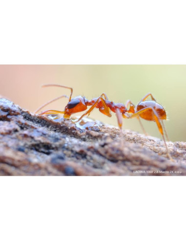 Lente Macro 100mm f/2.8 2X APO Laowa para Sony E-Mount