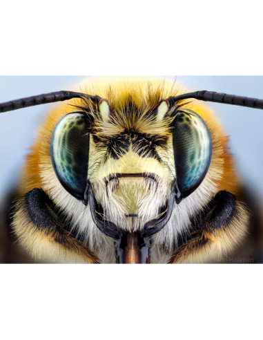 Lente Macro 100mm f/2.8 2X APO Laowa para Sony E-Mount