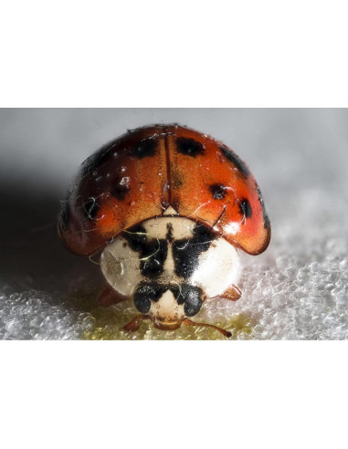 Lente Macro Zhongyi Mitakon 20mm f/2 para Canon EOS-M