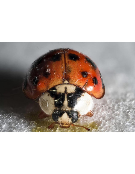 Lente Macro Zhongyi Mitakon 20mm f/2 para Canon EOS-M