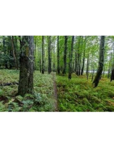 Filtro Polarizador Circular CPL 82mm Commander Elite para Canon TS-E 24mm 2