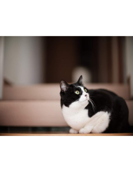 Objetivo Mitakon Zhongyi Speedmaster 85mm f/1.2 para Fuji GFX