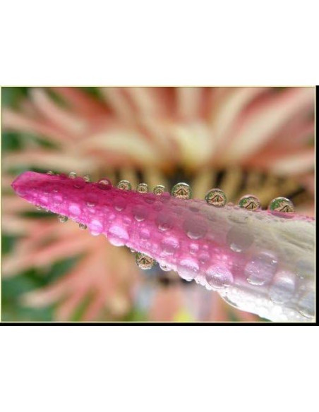 Lente Gran Angular 0.45x Hyla Optics para Sony Handycam Lente Gran Angular 0.45x Hyla Optics para Sony Handycam