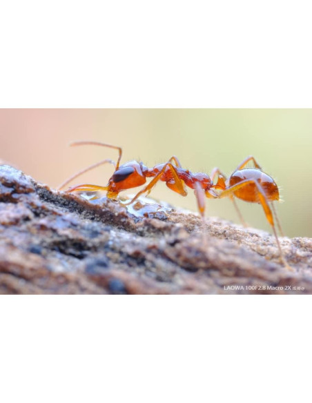 Lente Macro 100mm f/2.8 Laowa APO 2X para Cámara CAN0N RF Lente Macro 100mm f/2.8 Laowa APO 2X para Cámara CAN0N RF
