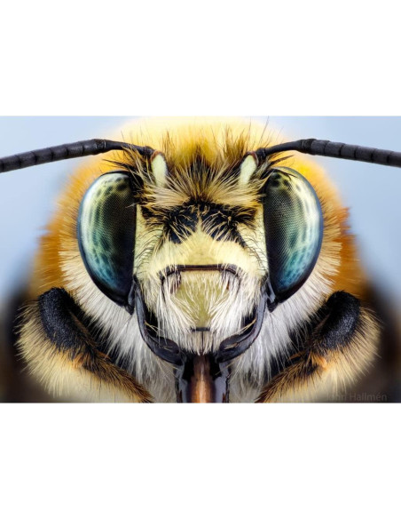 Lente Macro 100mm f/2.8 Laowa APO 2X para Cámara CAN0N RF Lente Macro 100mm f/2.8 Laowa APO 2X para Cámara CAN0N RF