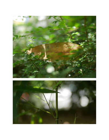 Lente SLR Magic CINE 25mm T1.5 para Cámara Fuji X