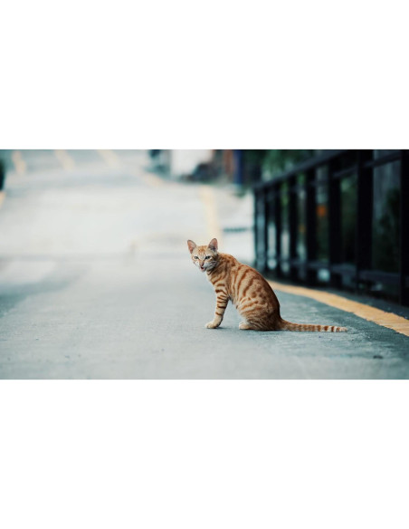 Lente ZhongYi Mitakon Creator 135mm f/2.5 para Canon EF